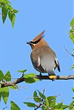 Cedar Waxwing